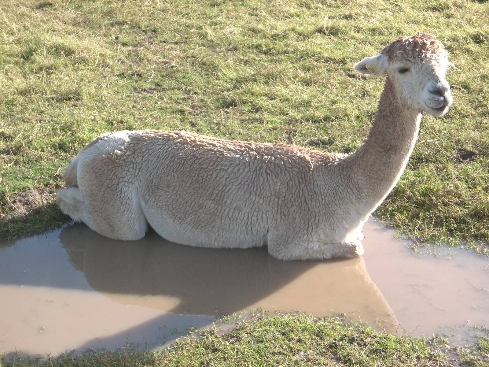 Alpaca bath time, 16th October 2014