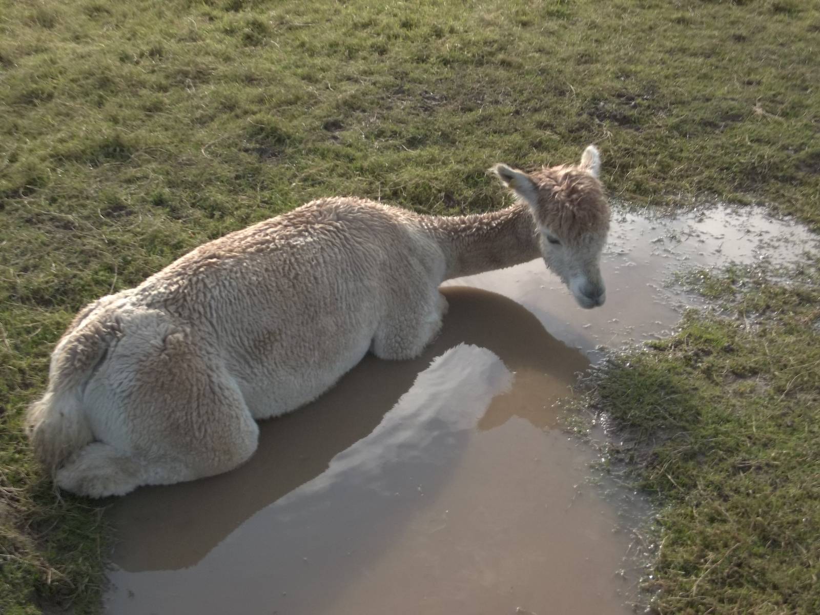 Alpaca bath time, 16th October 2014