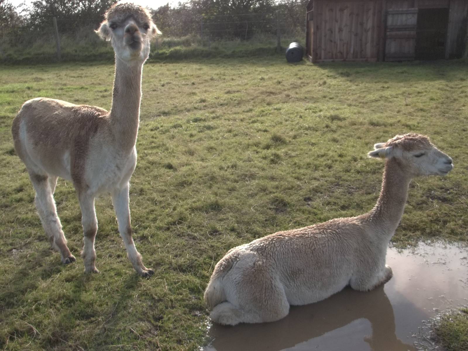Alpaca bath time, 16th October 2014