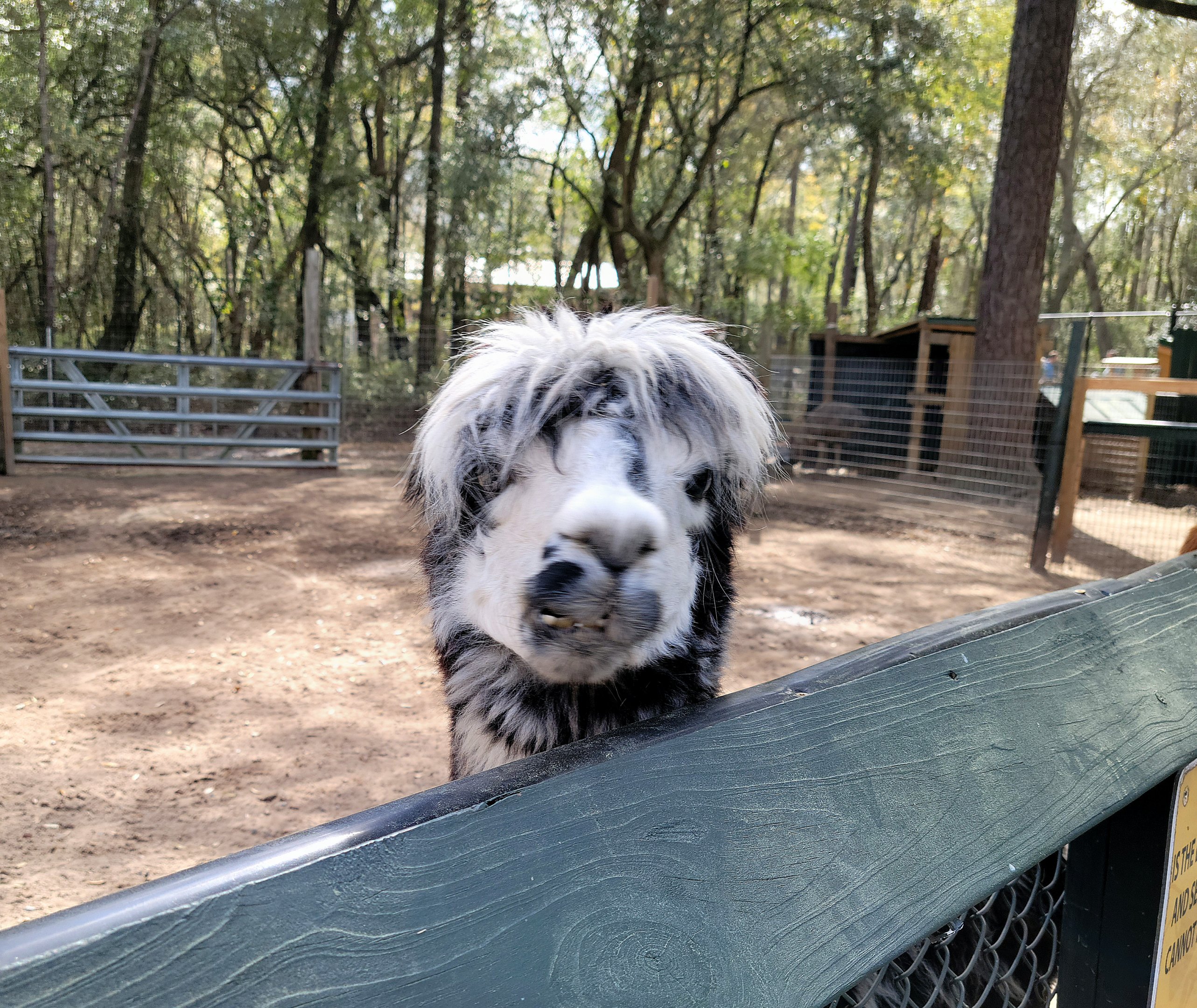 Alpaca - Bee City Zoo - March 2025