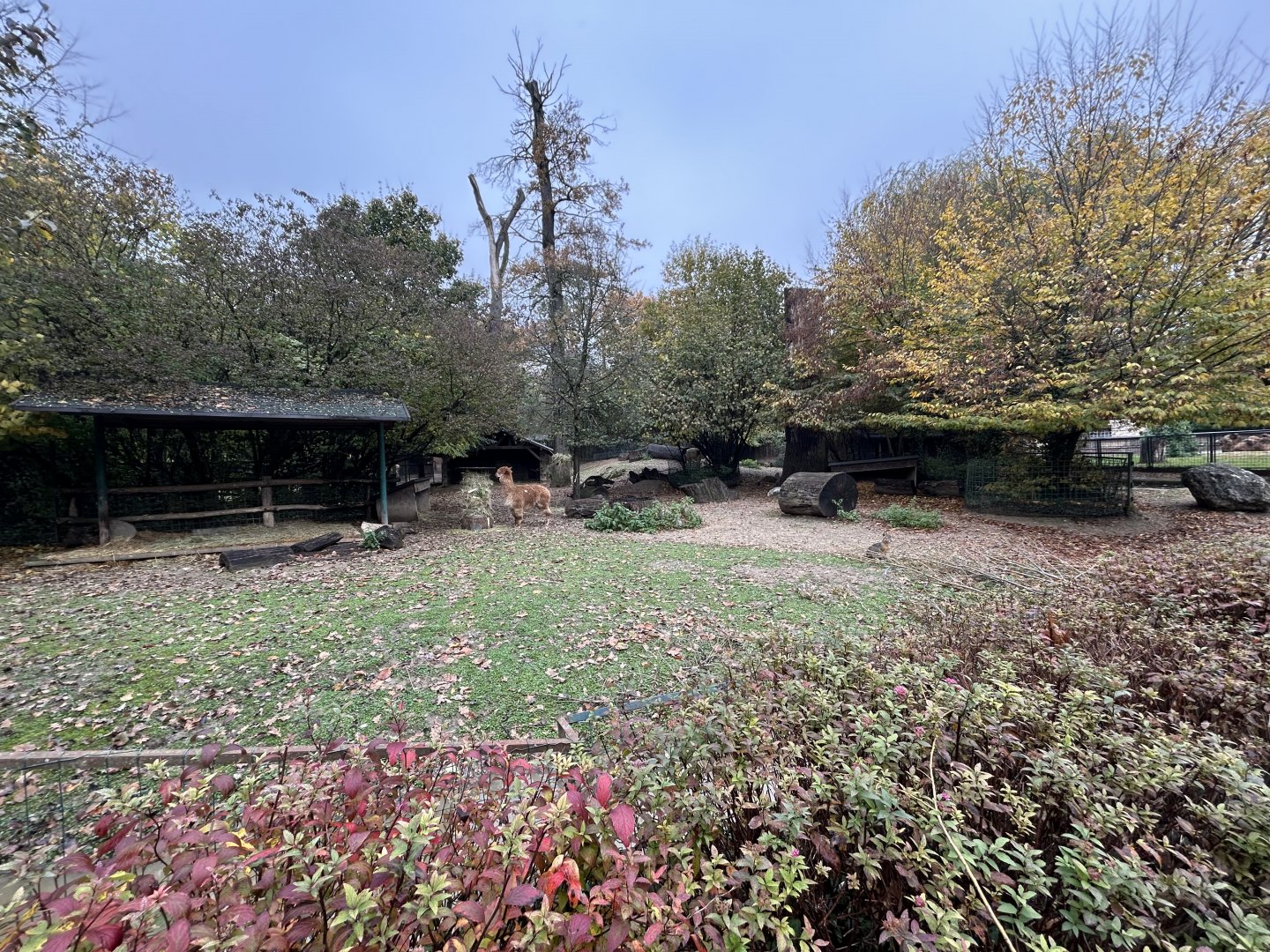 Alpaca, Capybara & Mara Exhibit