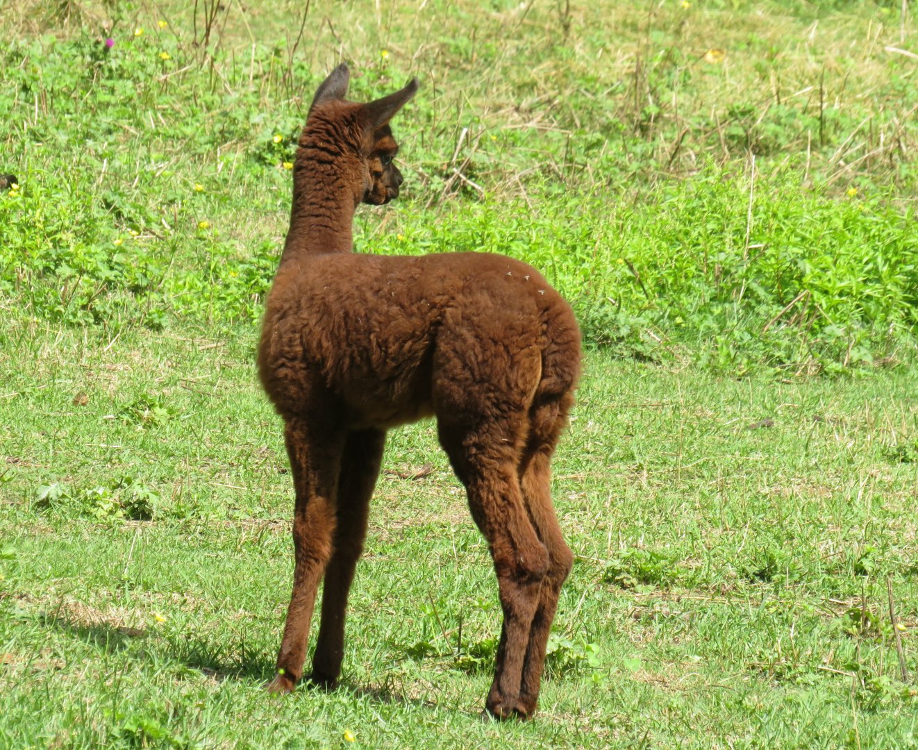 Alpaca cria