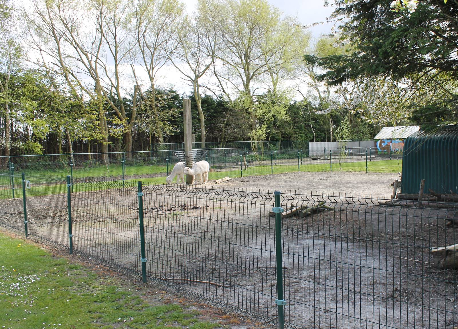 Alpaca - Deer enclosure