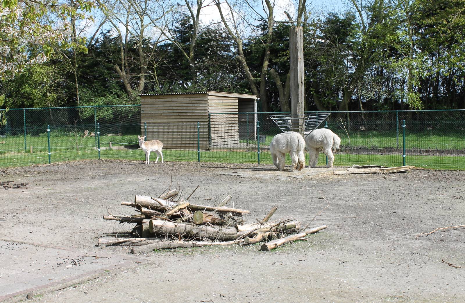 Alpaca - Deer enclosure