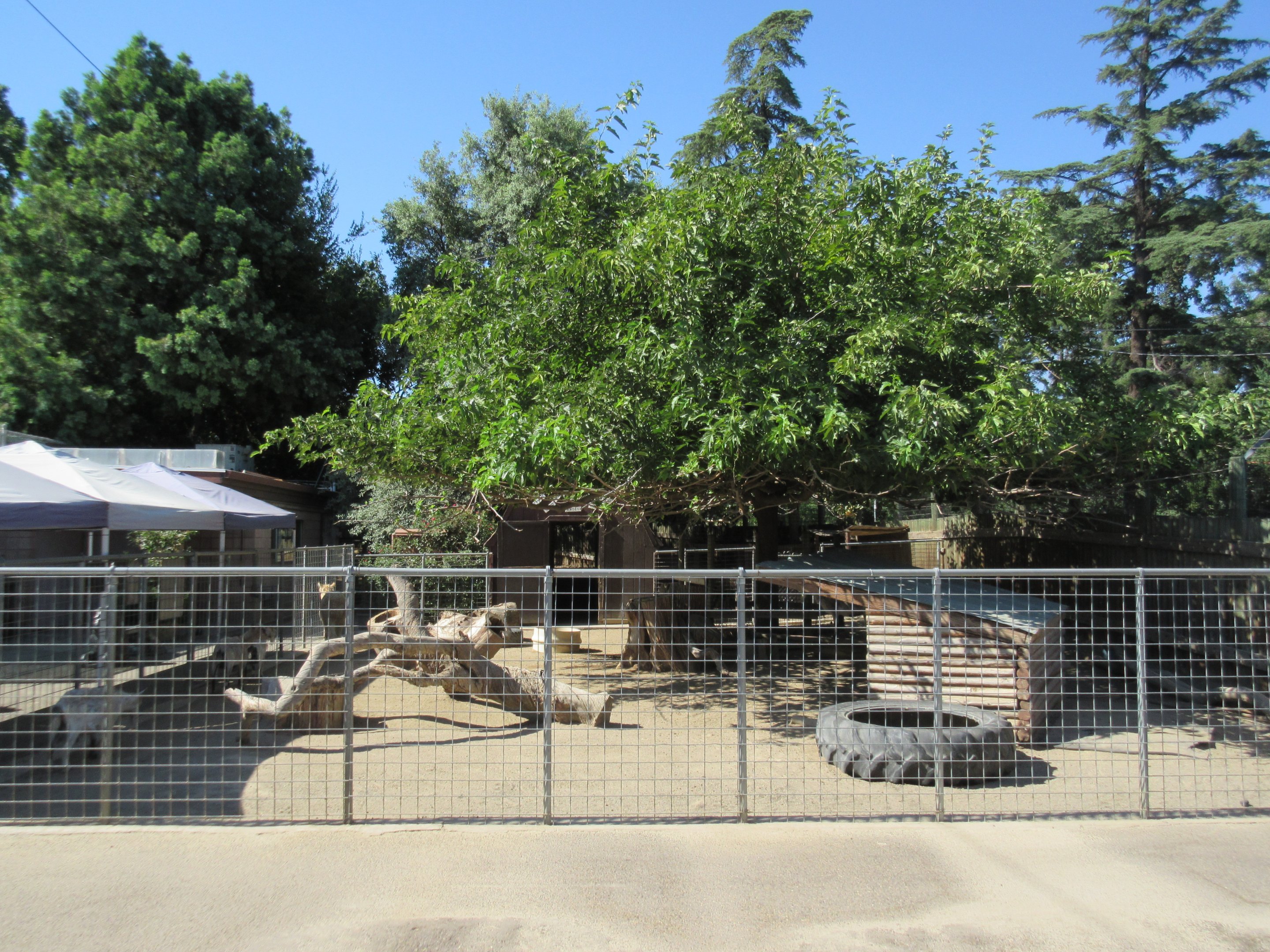 Alpaca/Domestic Pygmy Goat Exhibit