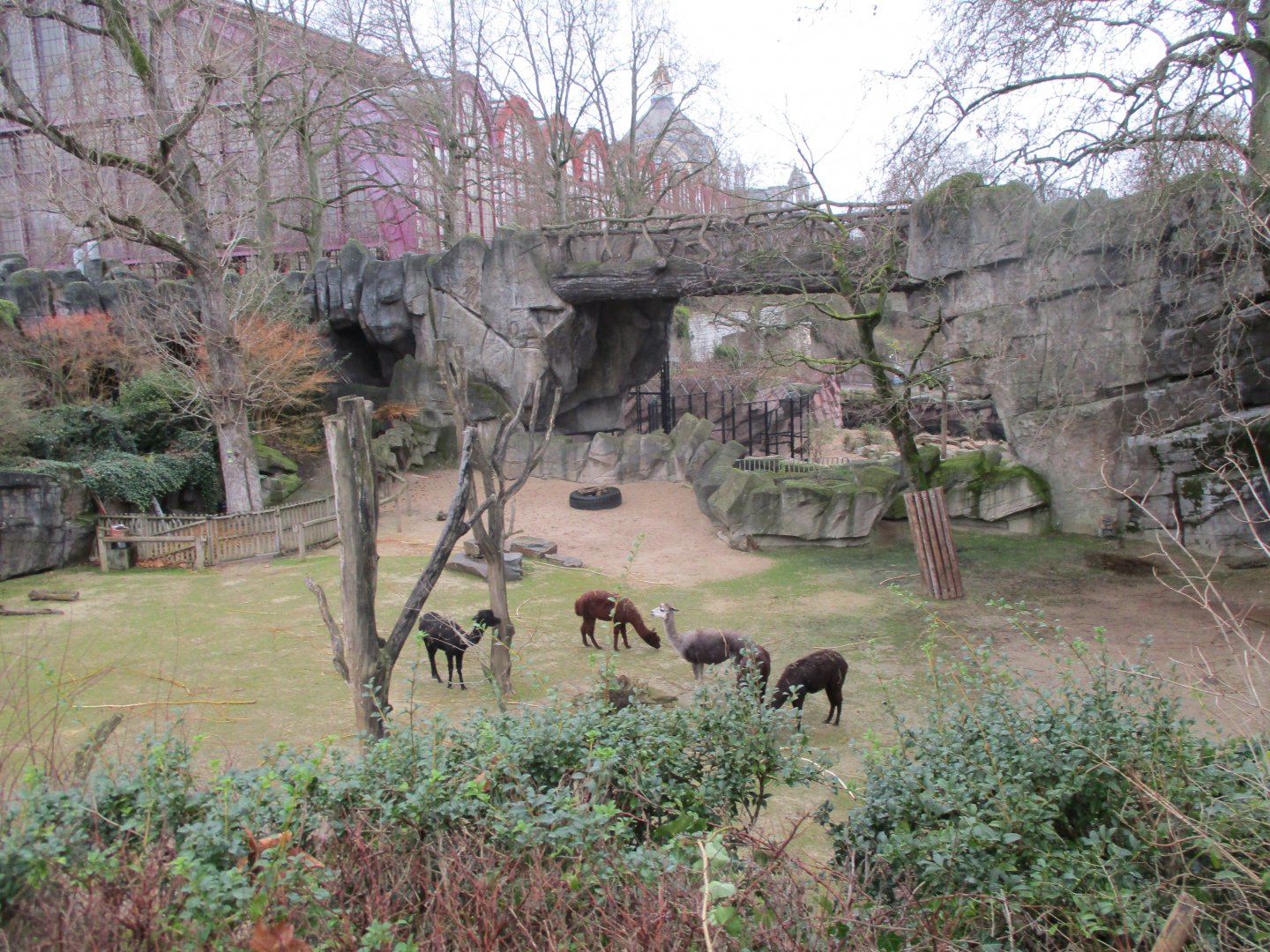 Alpaca enclosure (02/02/2022)