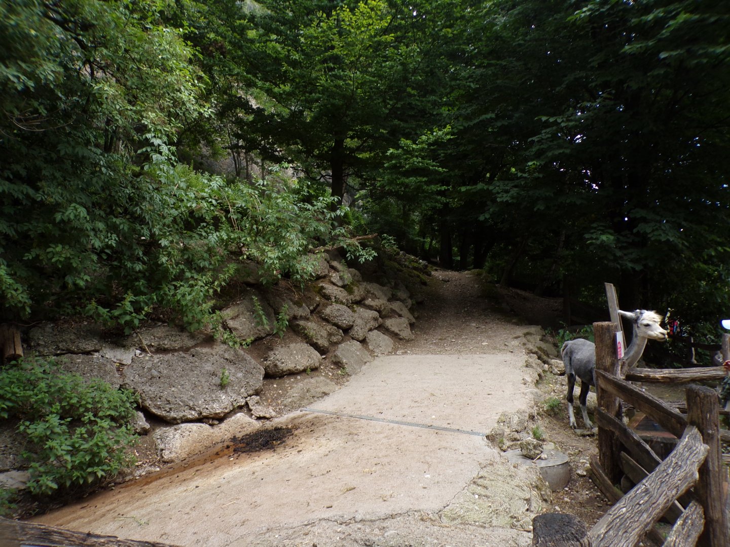 Alpaca enclosure 13.7.25