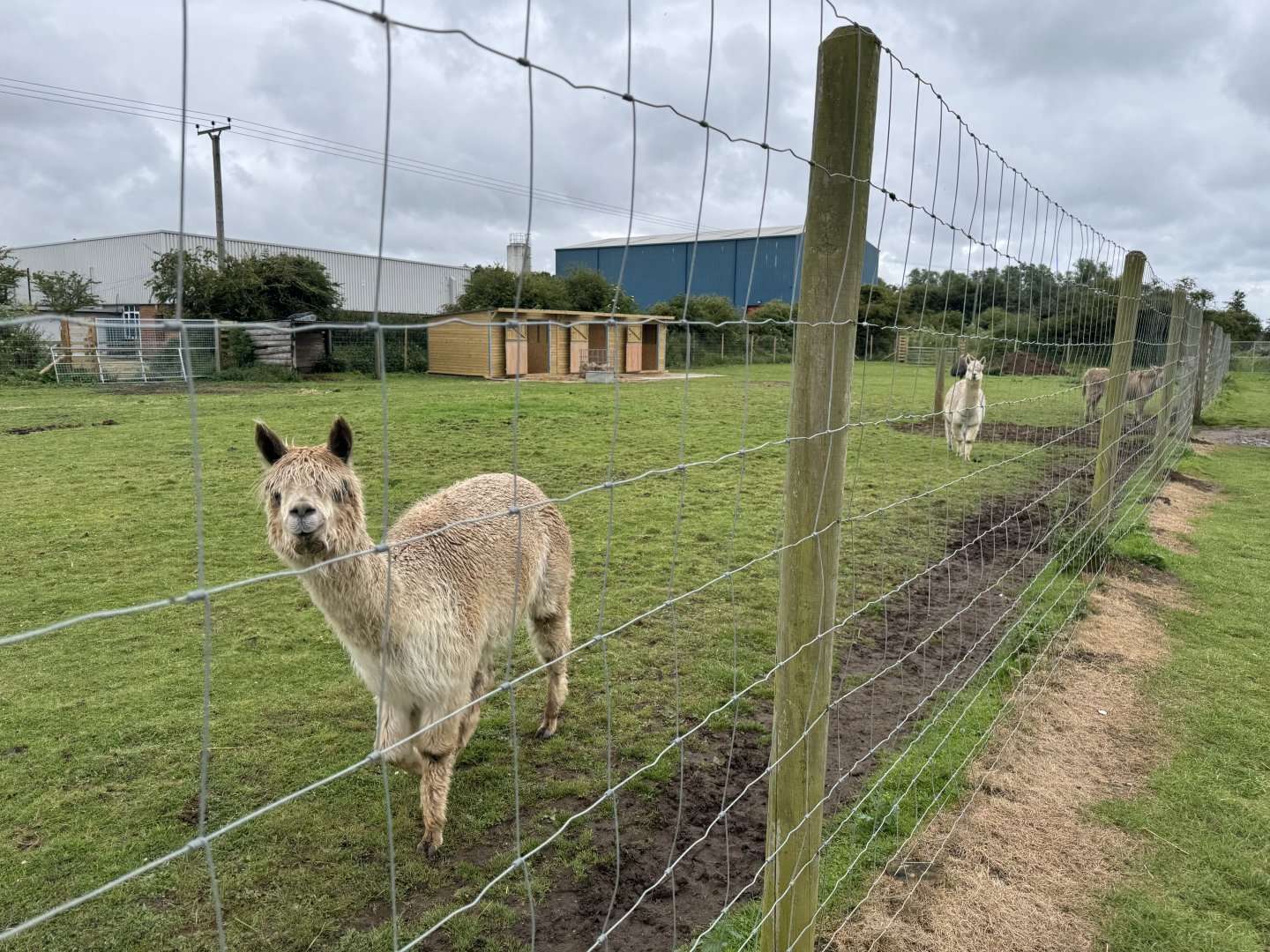 Alpaca Enclosure at Bridlington Animal Park (July 2024)