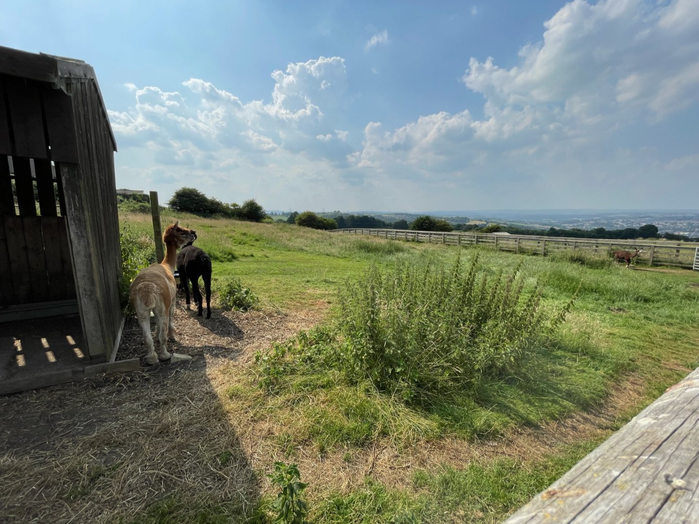 Alpaca Enclosure at Charlotte's Ice Cream Parlour (July 2021)