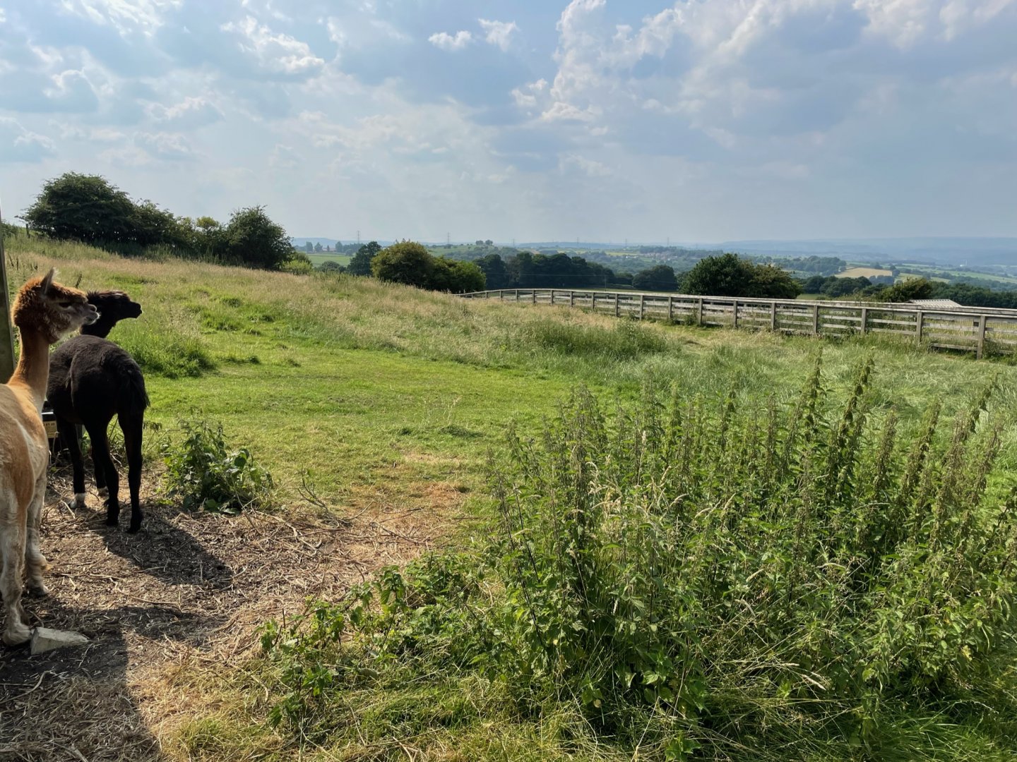 Alpaca Enclosure at Charlotte's Ice Cream Parlour (July 2021)