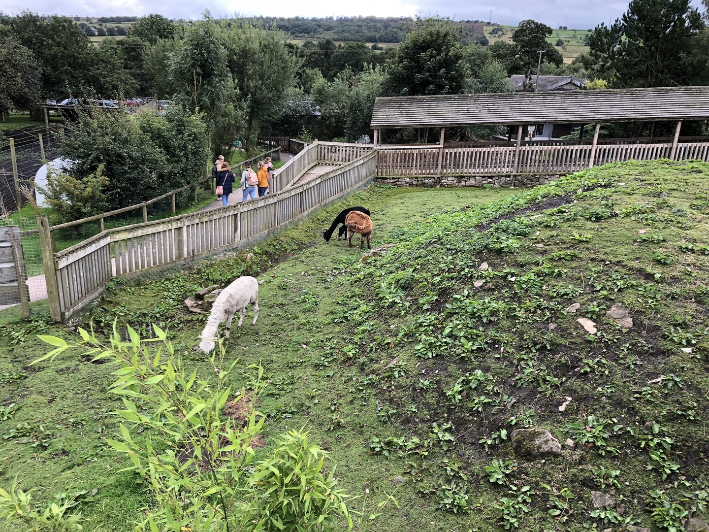 Alpaca Enclosure at Peak Wildlife Park (August 2023)