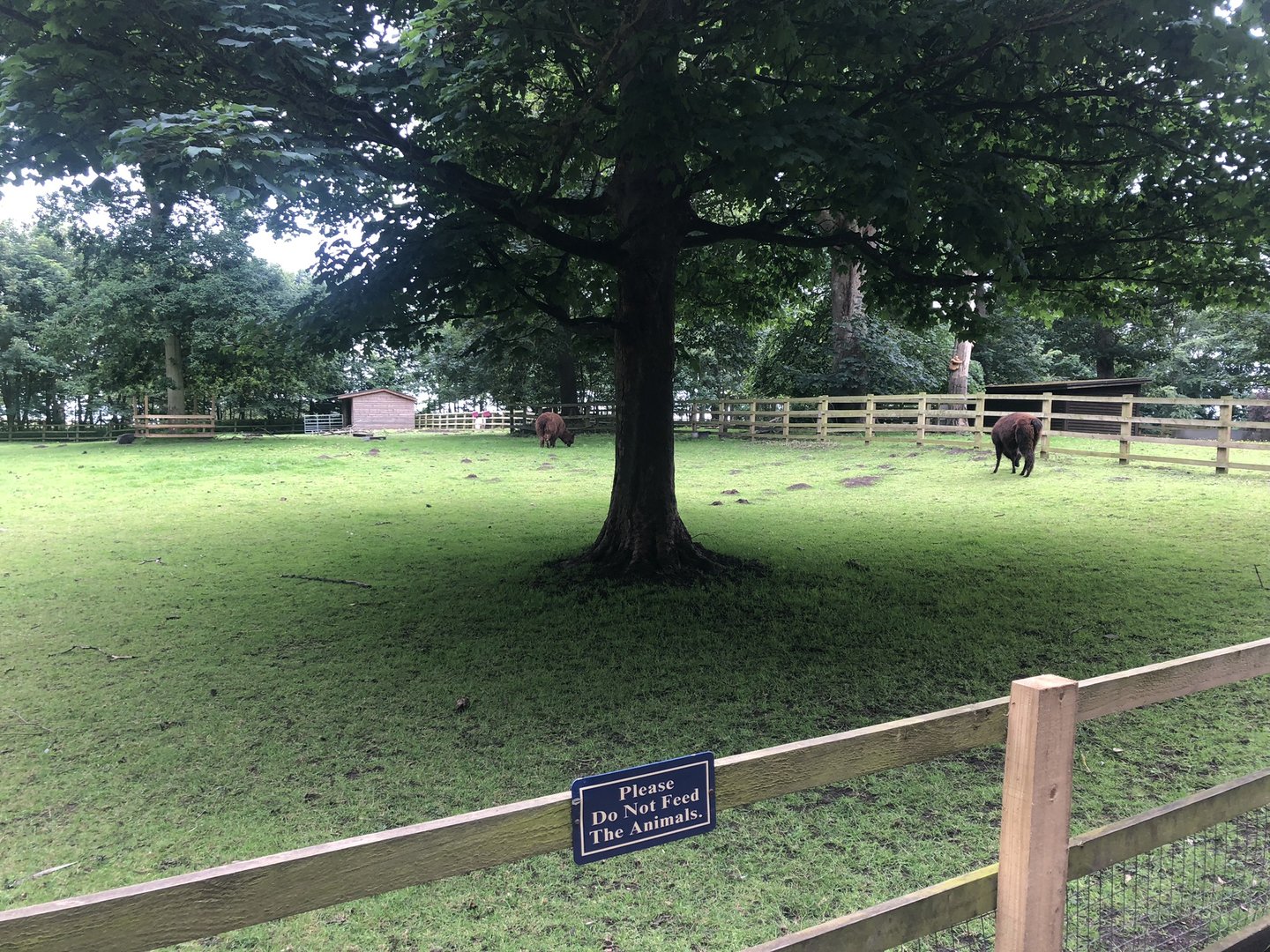 Alpaca Enclosure at Sewerby Zoo (June 2023)