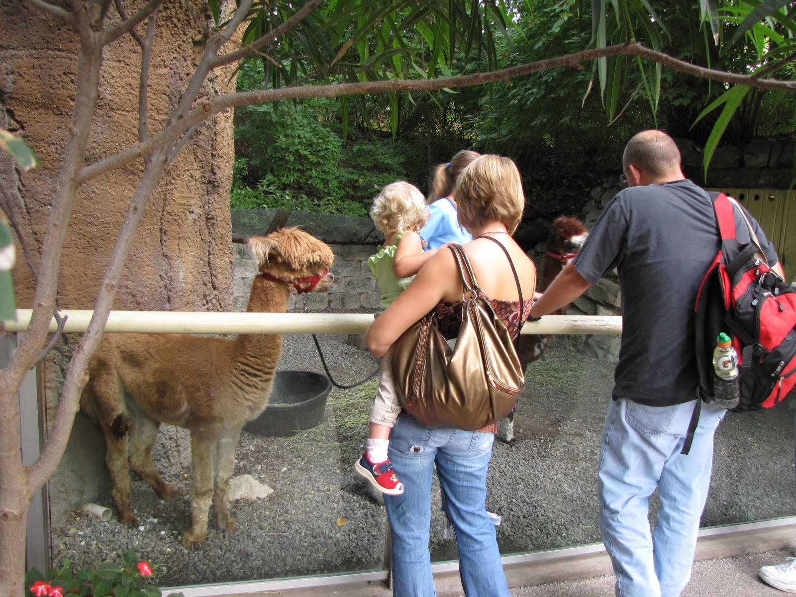 Alpaca Enclosure - Children's Zoo