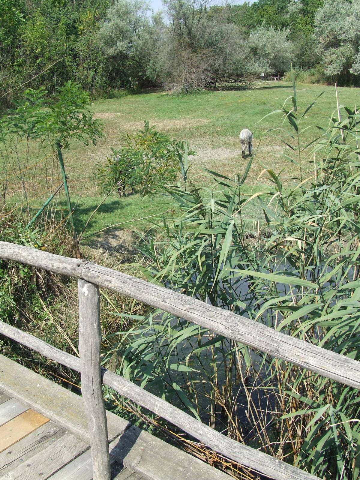 Alpaca enclosure @ Szeged Zoo, Hungary
