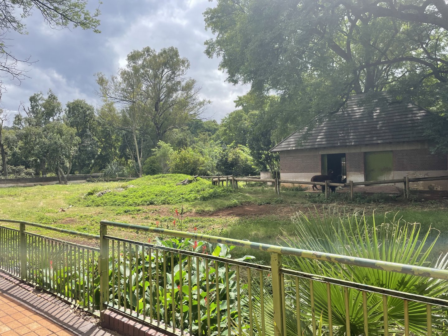 Alpaca enclosure (Vicugna pacos)