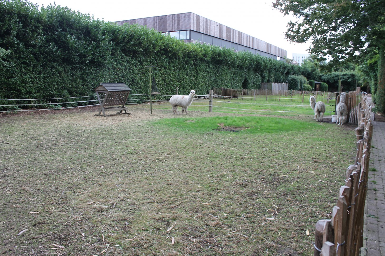 Alpaca-enclosure
