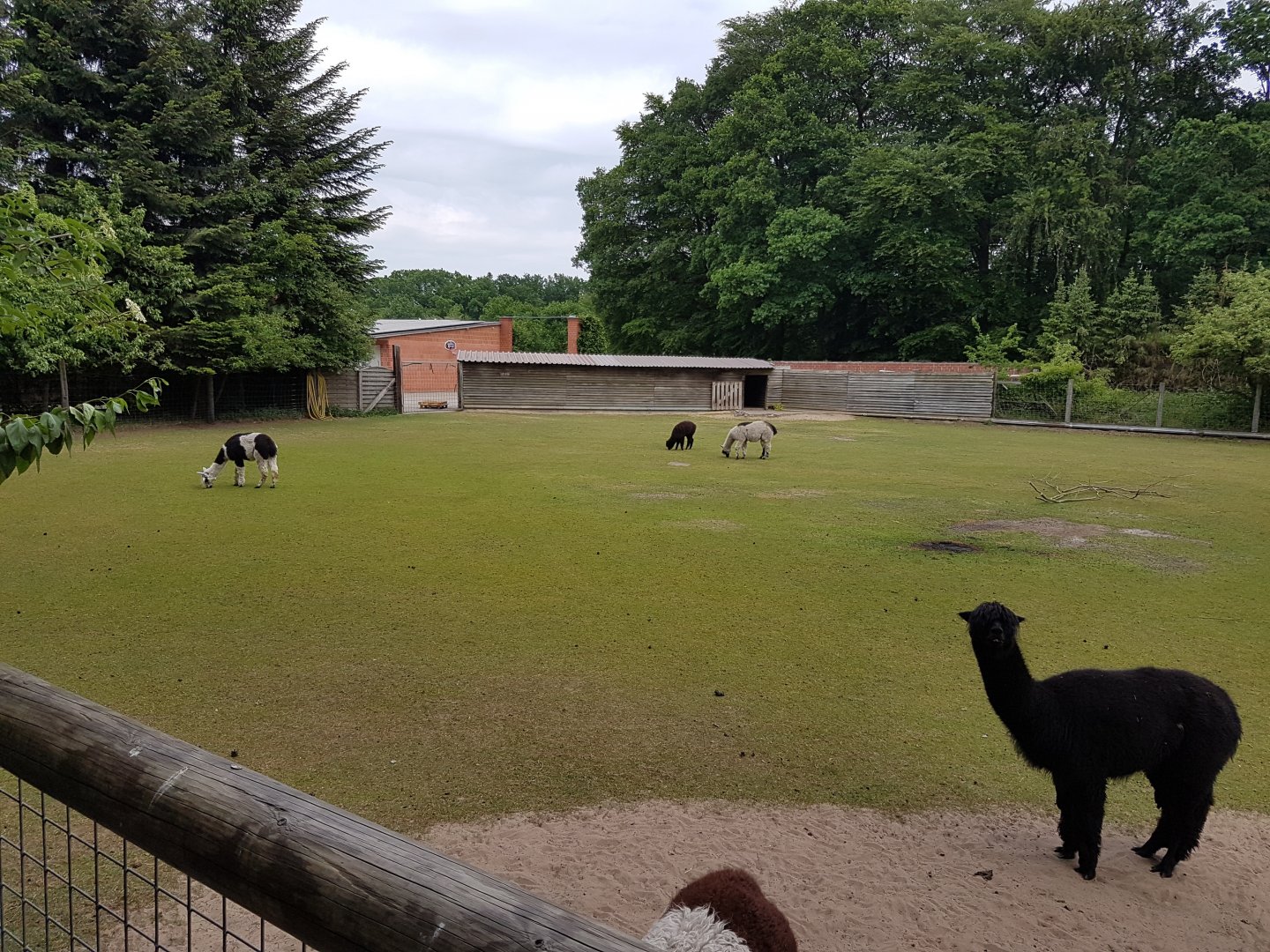 Alpaca-enclosure