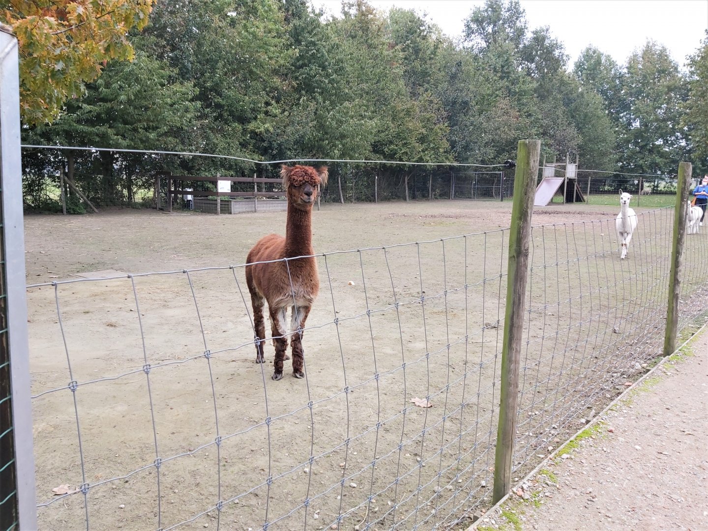 Alpaca enclosure