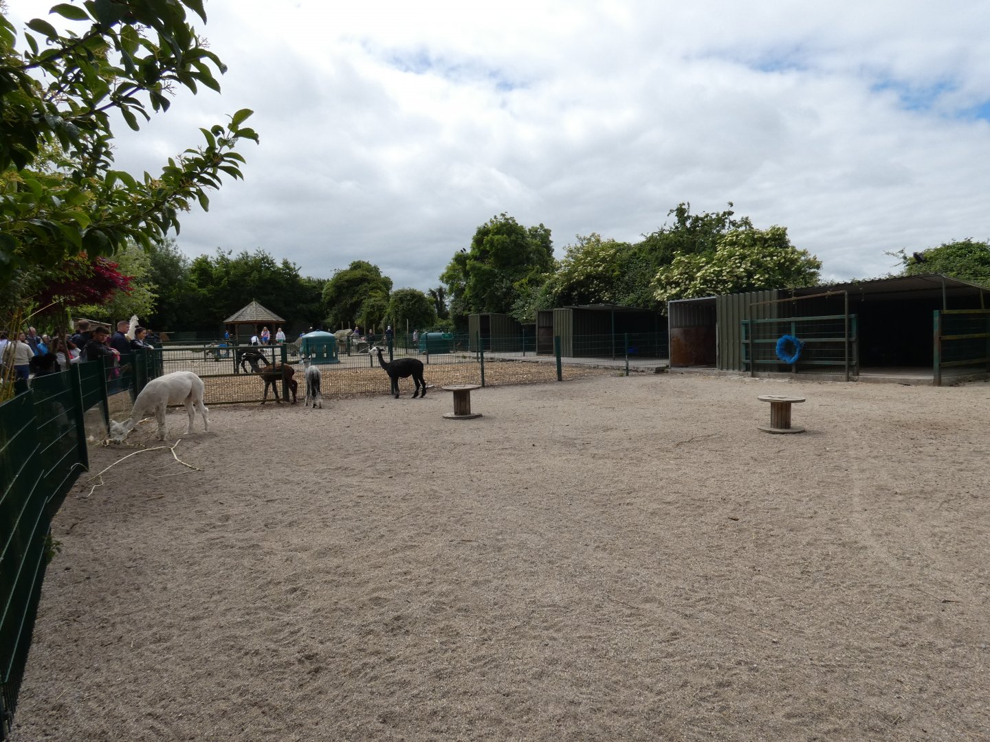 Alpaca enclosure