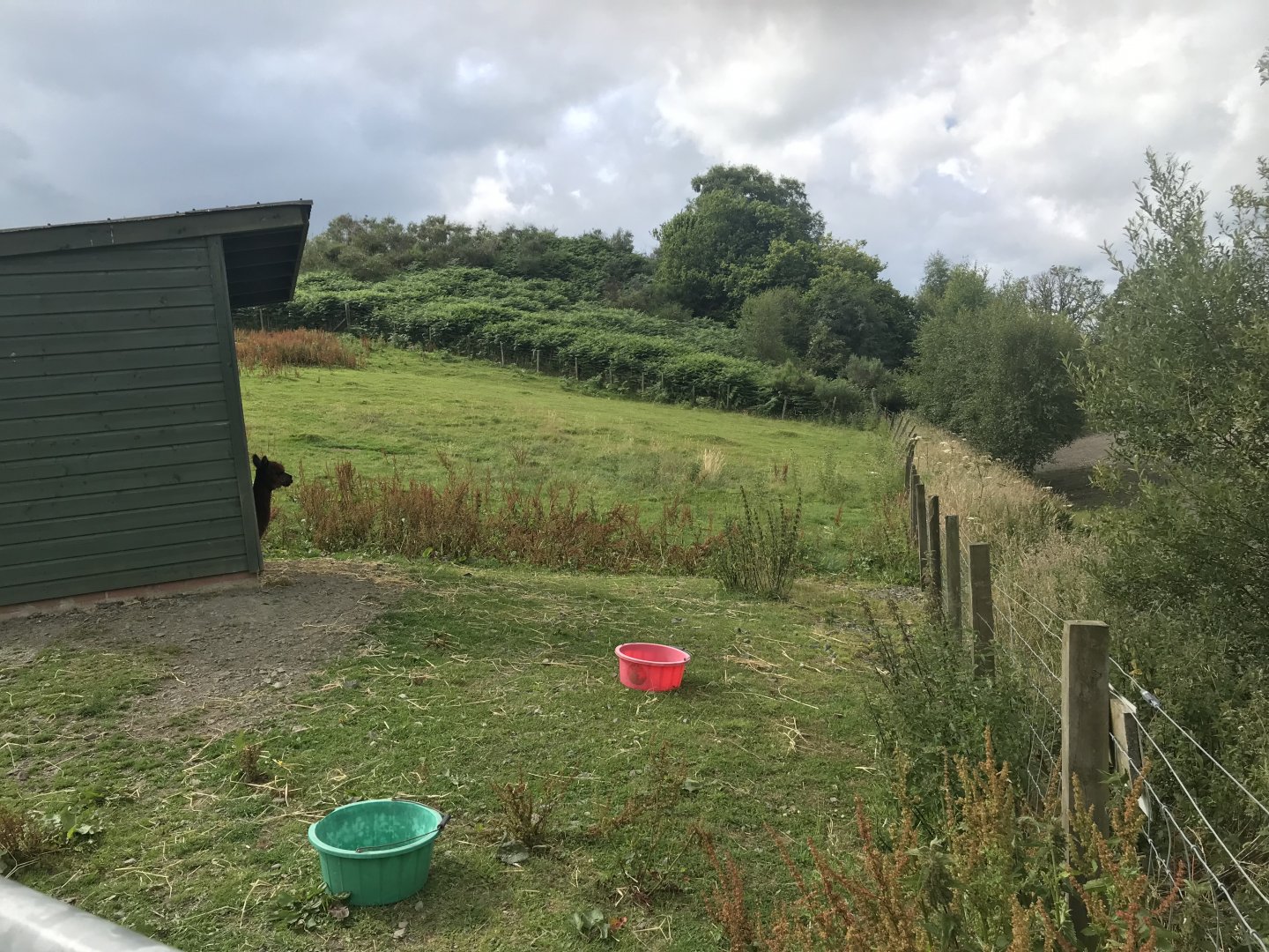 Alpaca enclosure