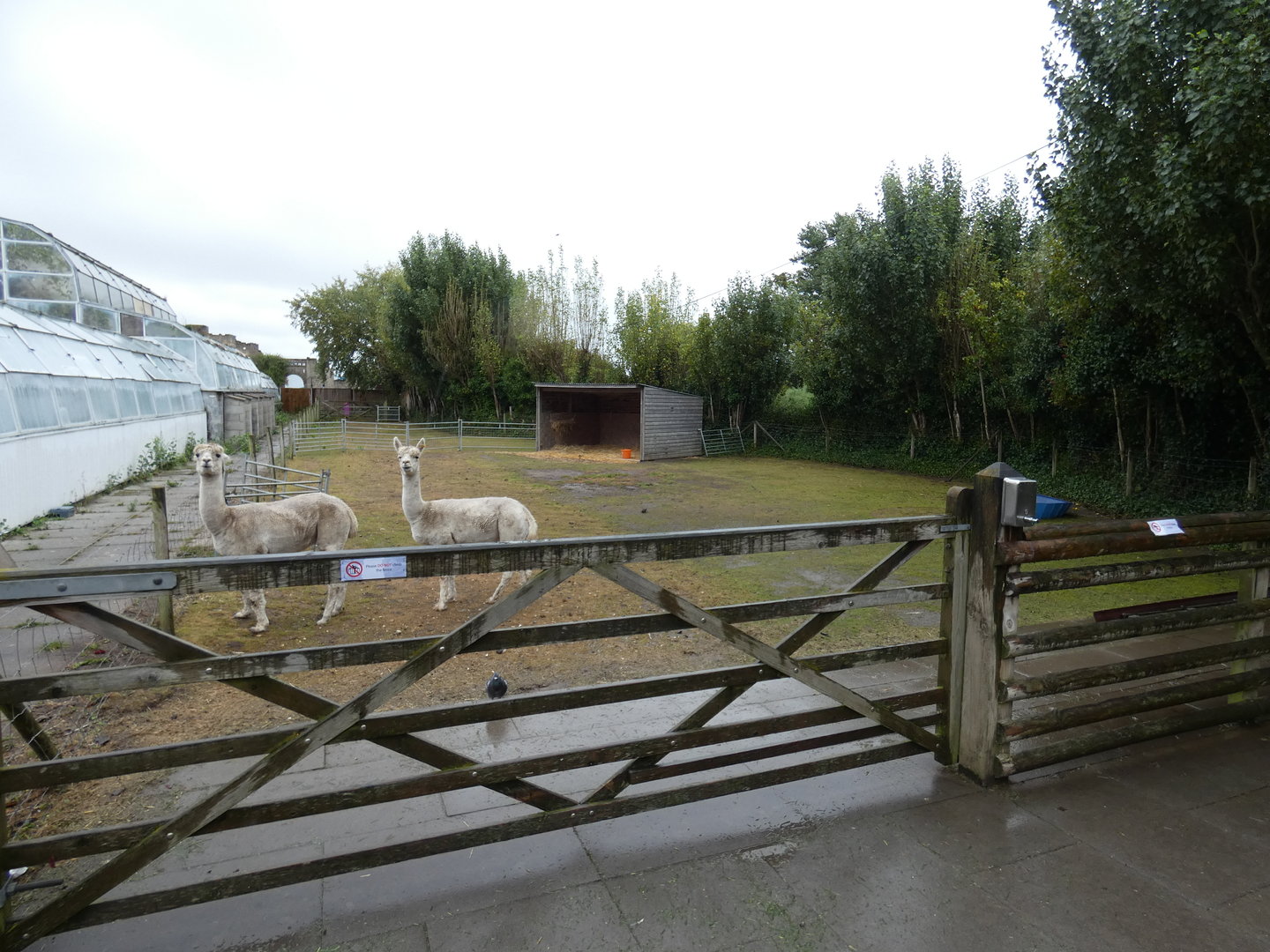Alpaca enclosure