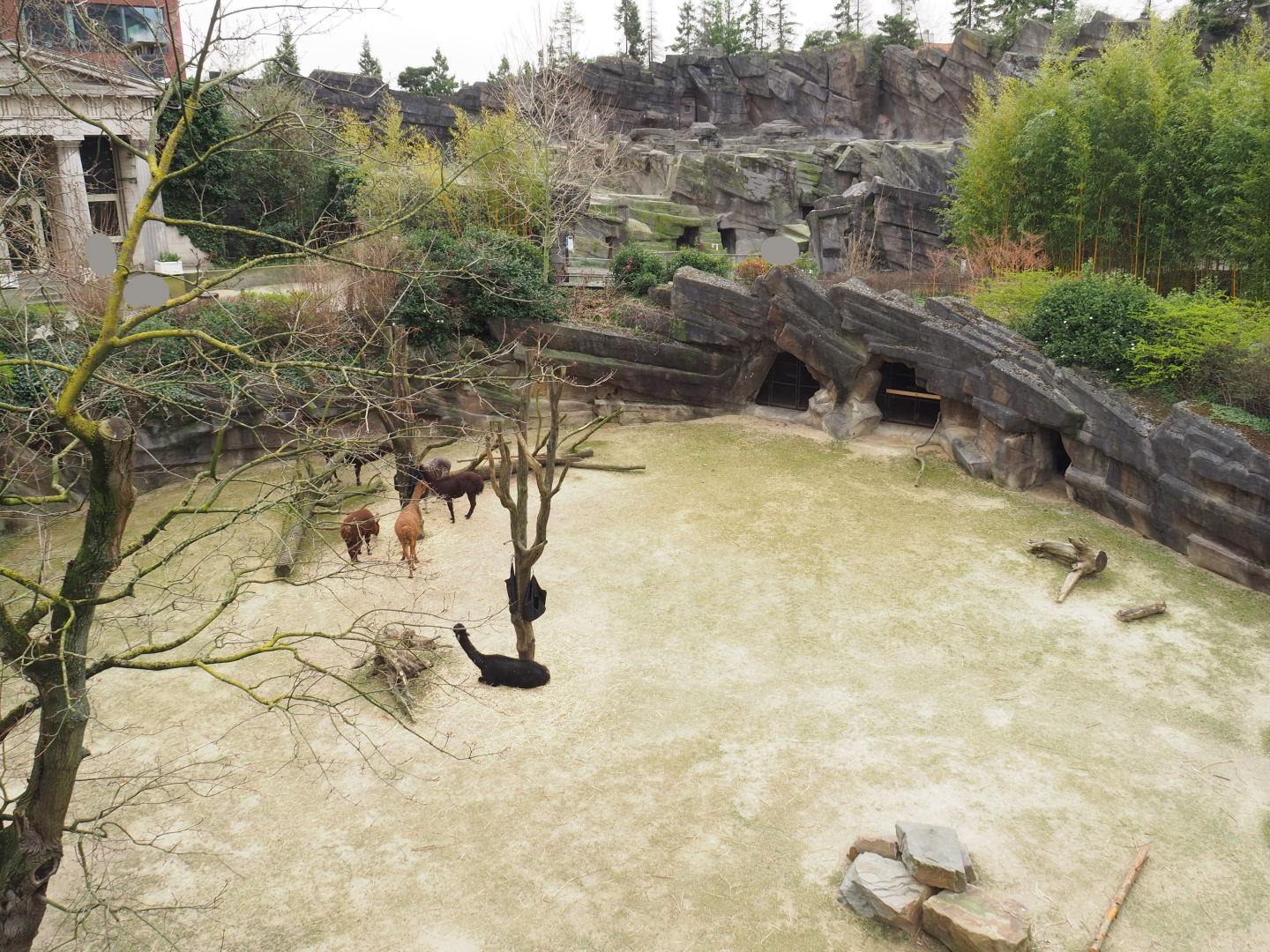 Alpaca exhibit, 2022-03-16