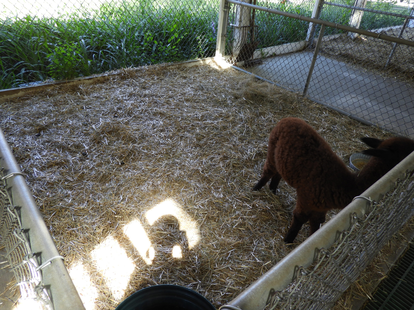 Alpaca exhibit - Children's Petting Zoo - Wisconsin Rapids Municipal Zoo