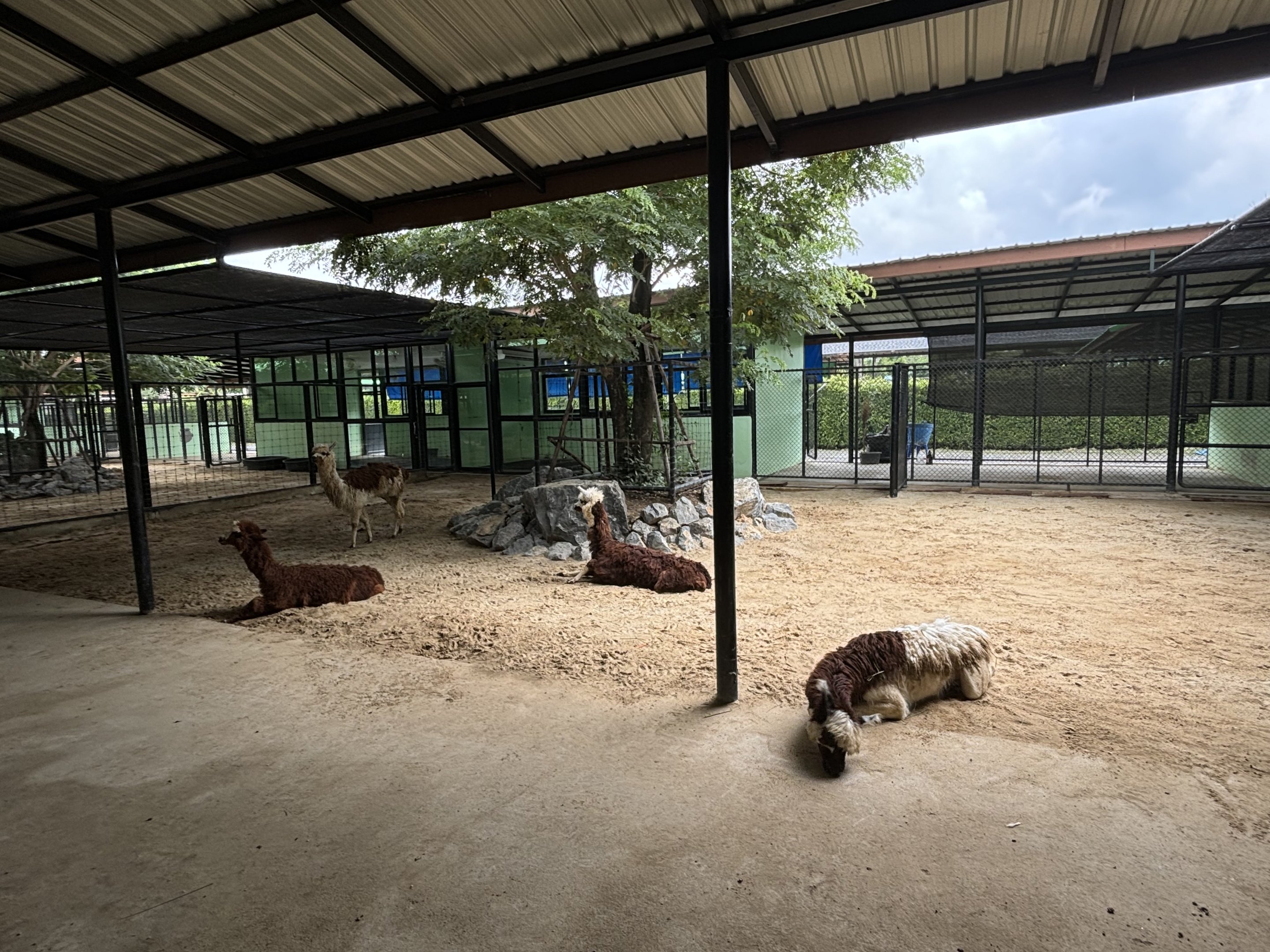 Alpaca Exhibit - Lion Park