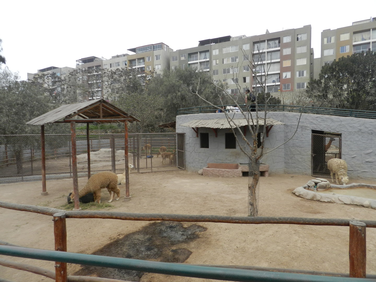Alpaca exhibit - Parque Zoológico Huachipa