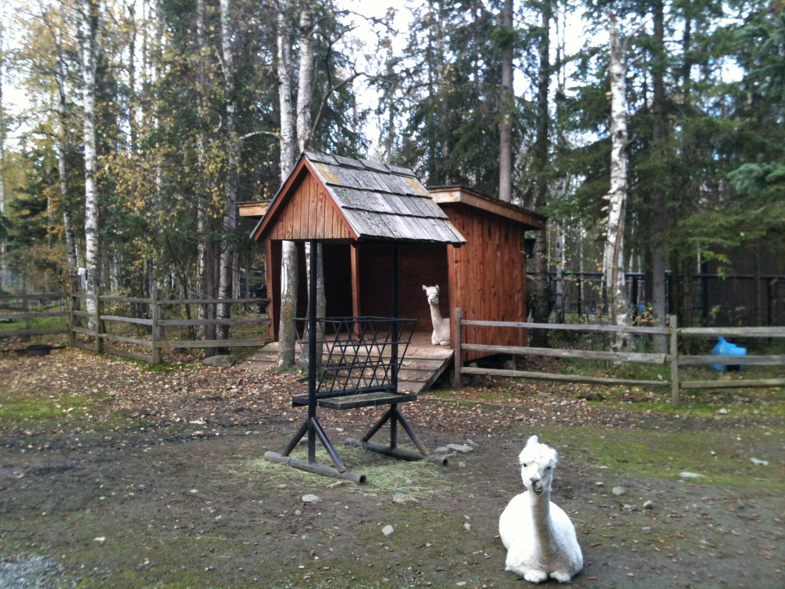 Alpaca Exhibit.  Yaks and Camel further behind.