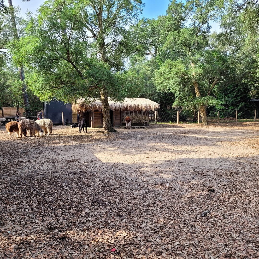 Alpaca exhibit -Zoo de Labenne (2023)