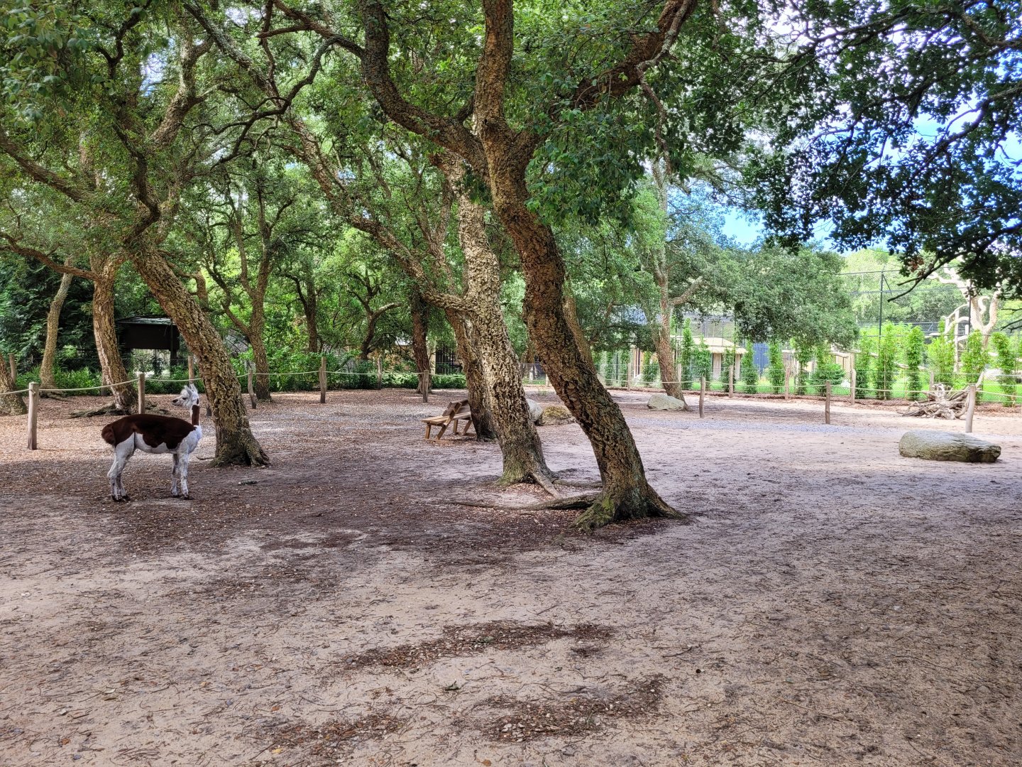 Alpaca exhibit -Zoo de Labenne (2024)
