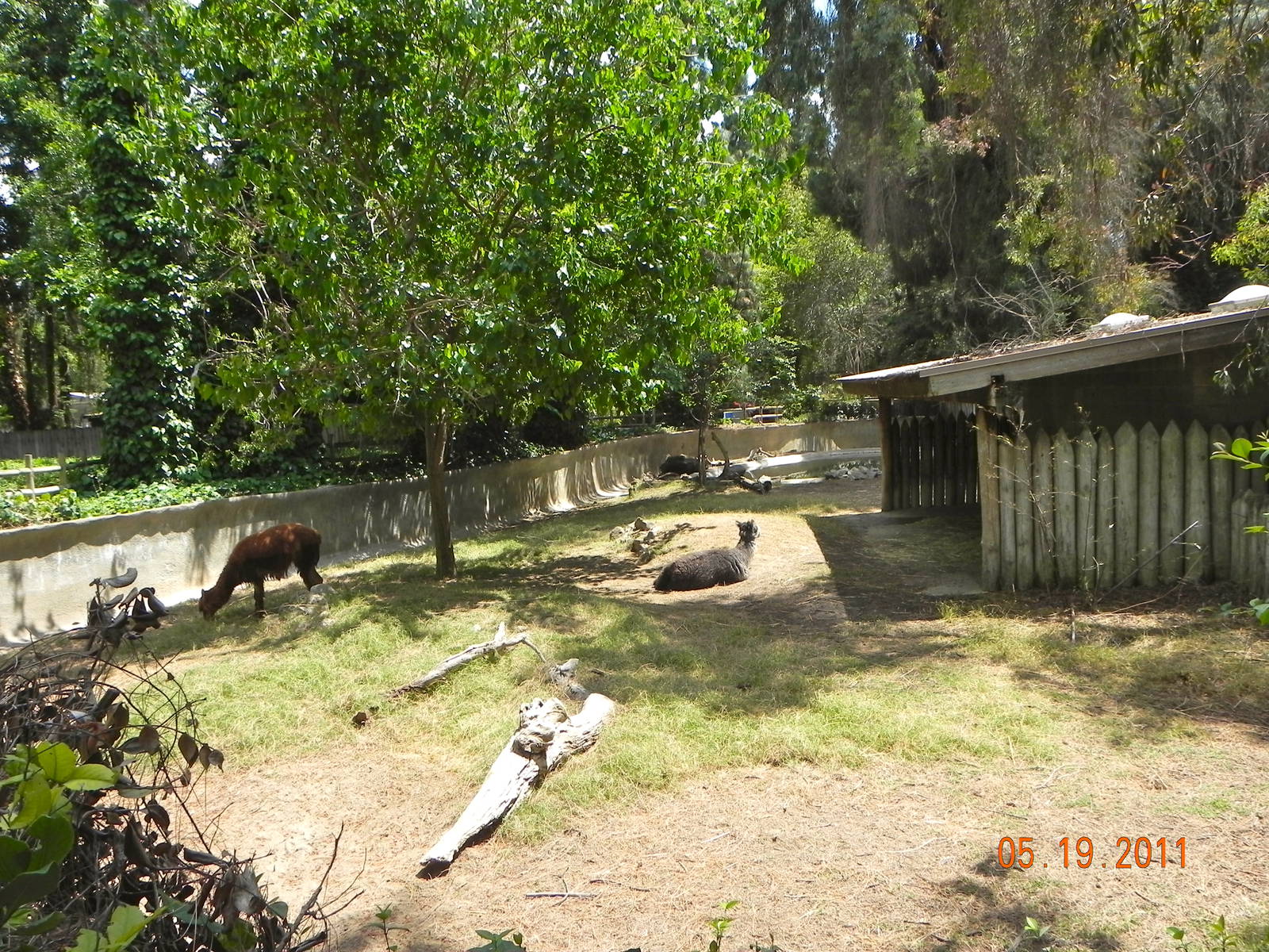 Alpaca exhibit