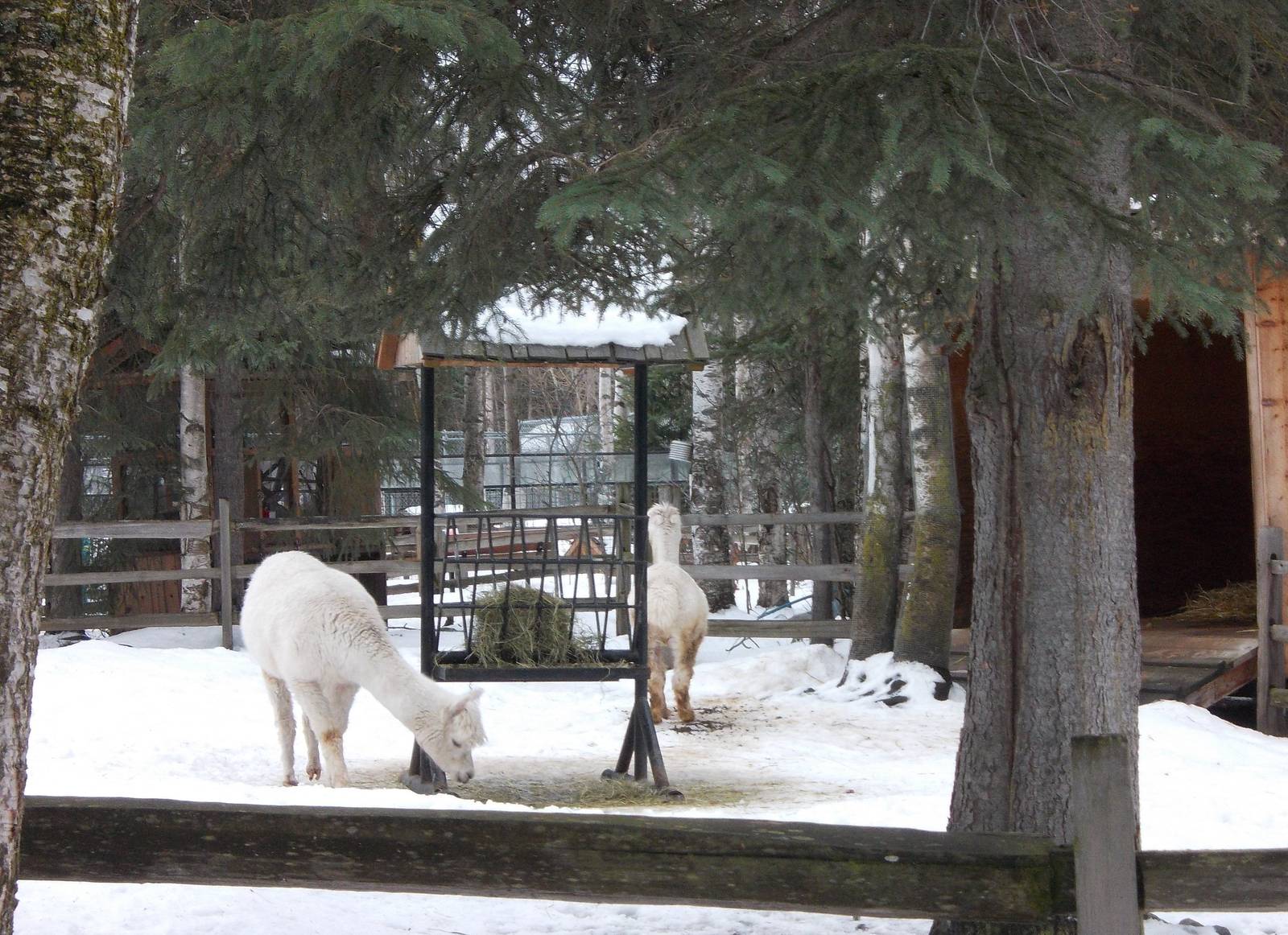 Alpaca Exhibit