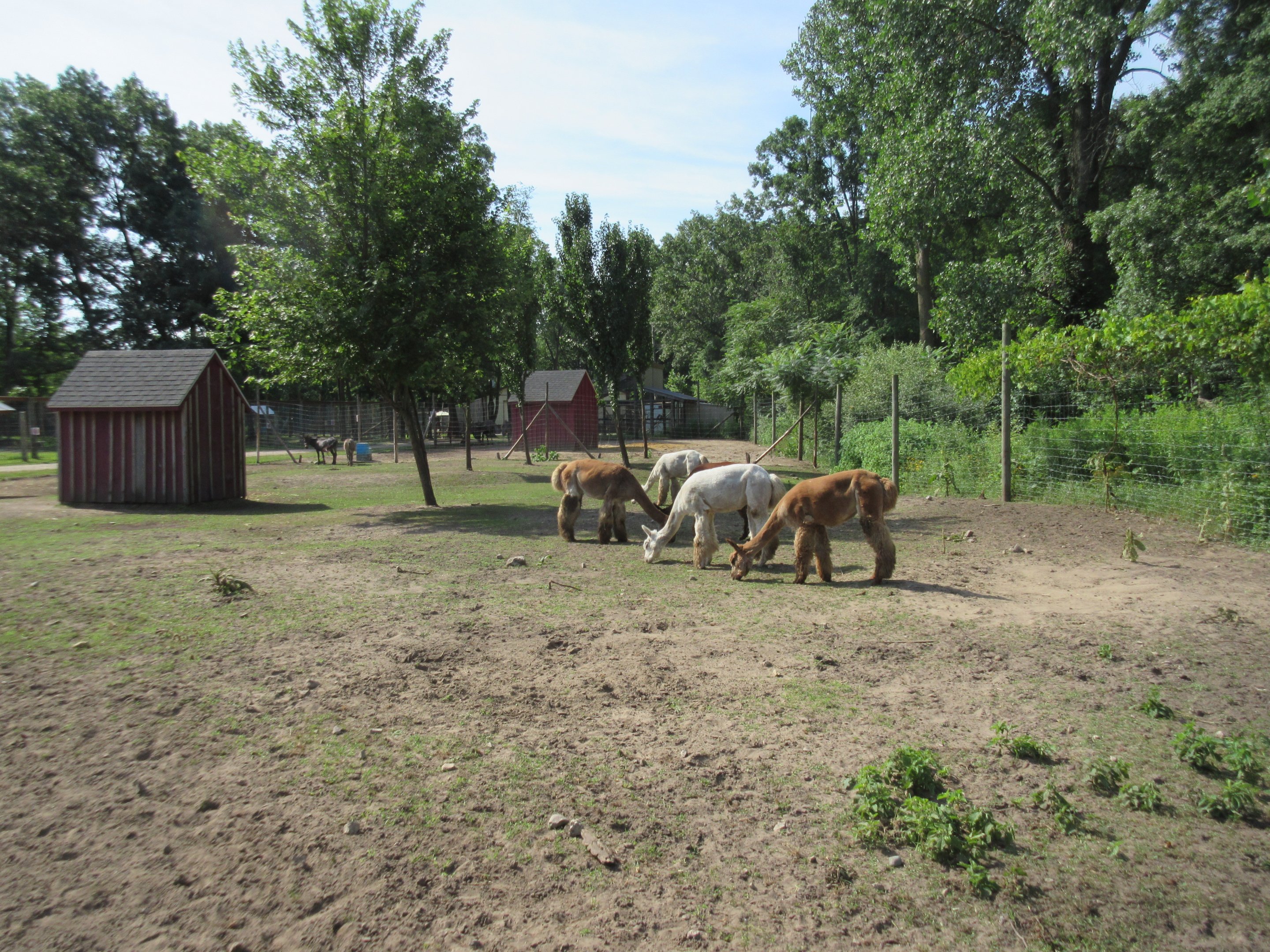 Alpaca Exhibit