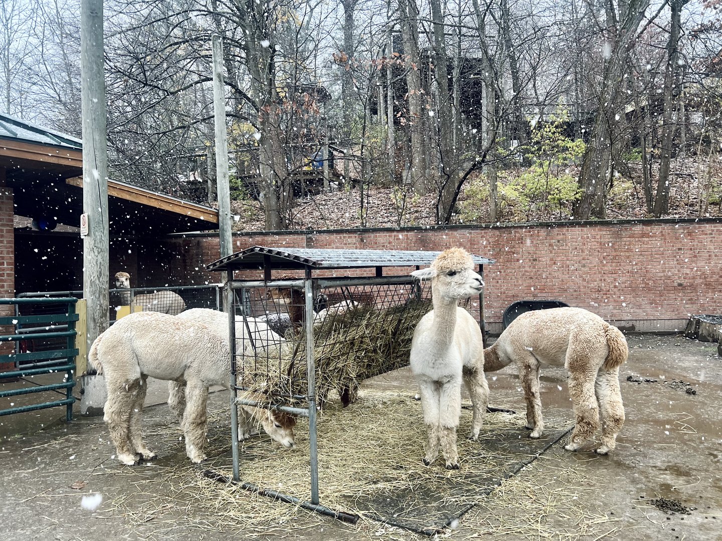 Alpaca Exhibit
