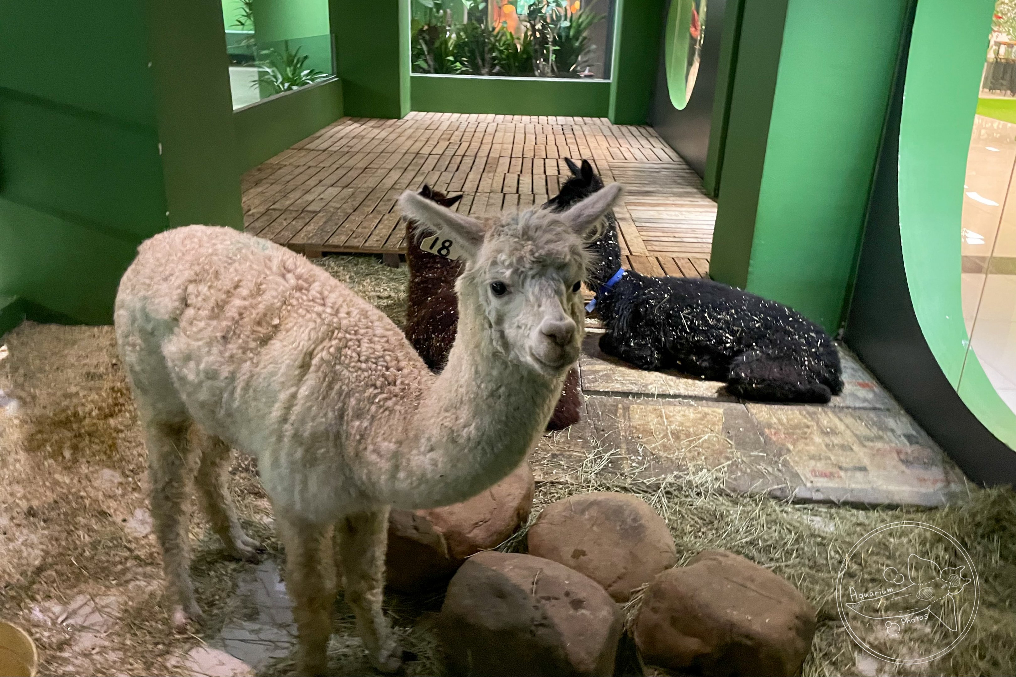 Alpaca Exhibit