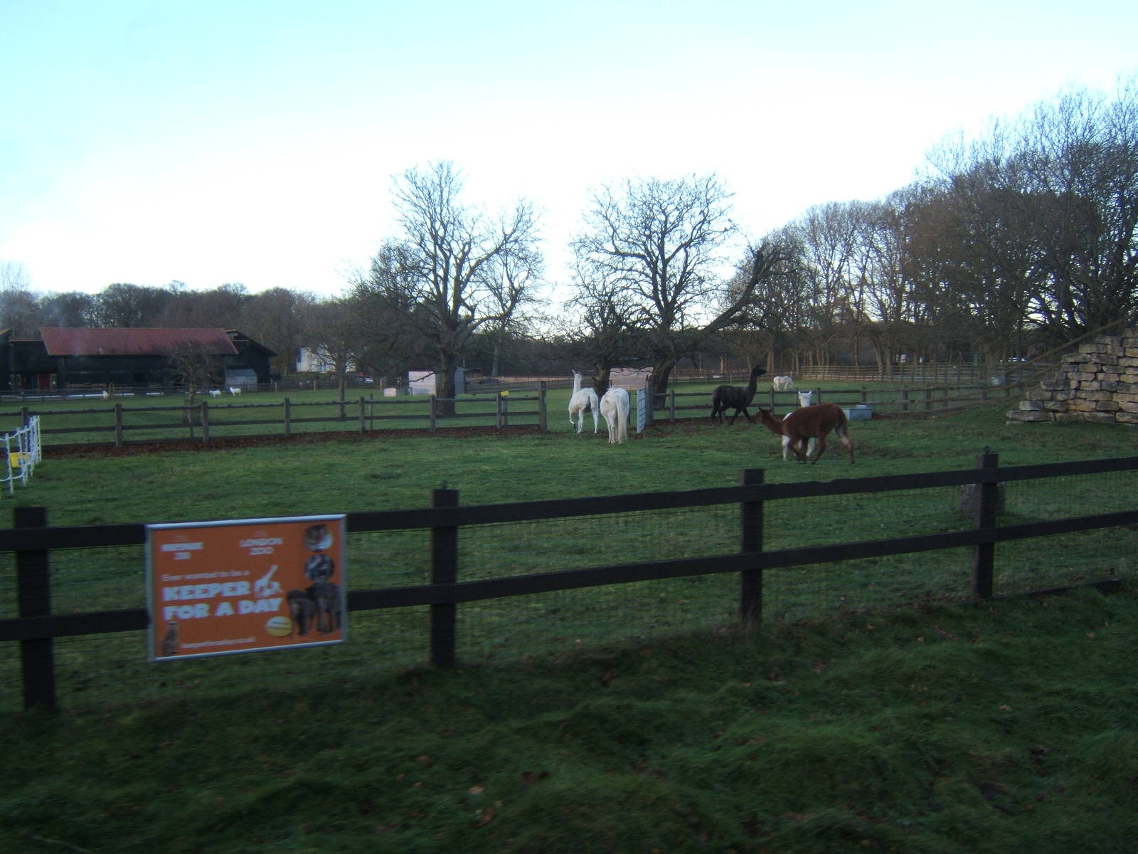 Alpaca from the train