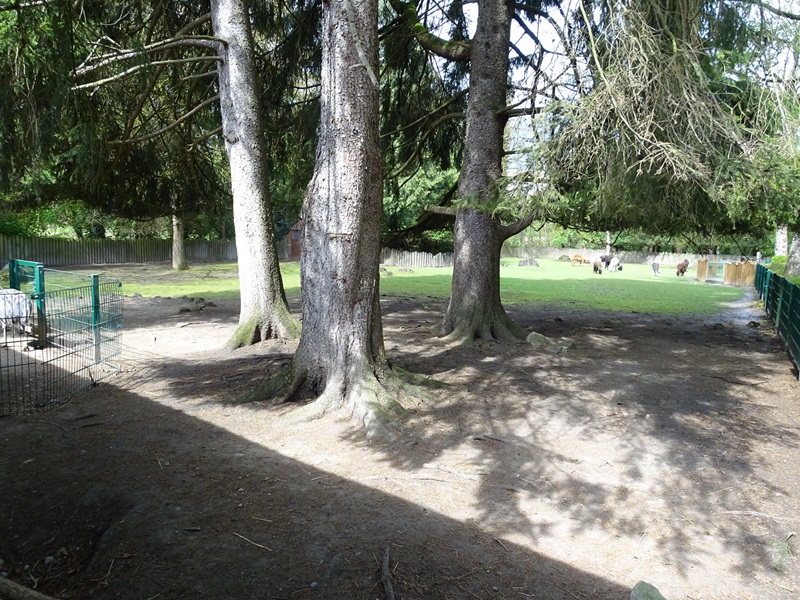 Alpaca + greater rhea enclosure