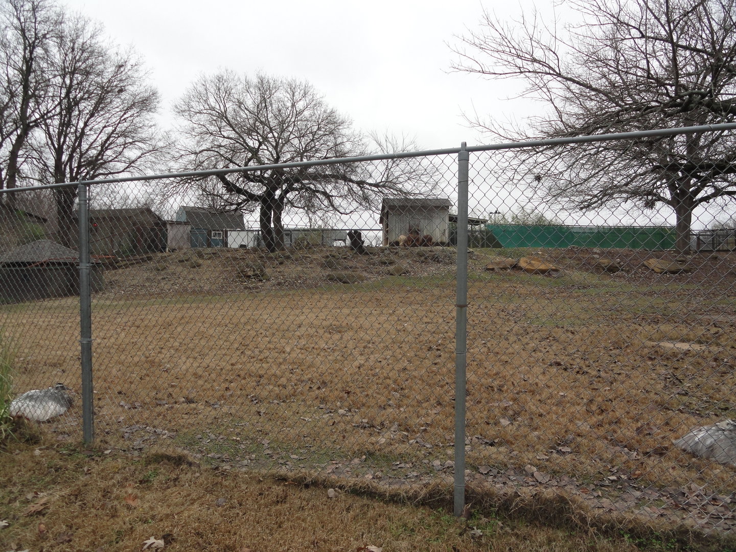 Alpaca, Greater Rhea Exhibit Left Side