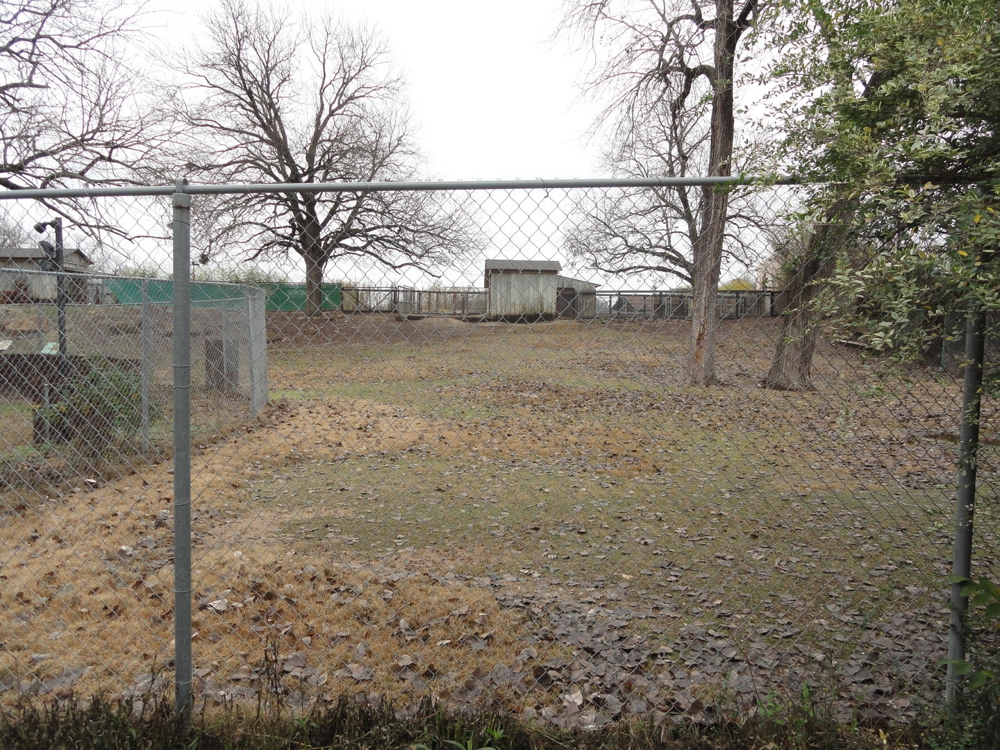 Alpaca, Greater Rhea Exhibit Right Side