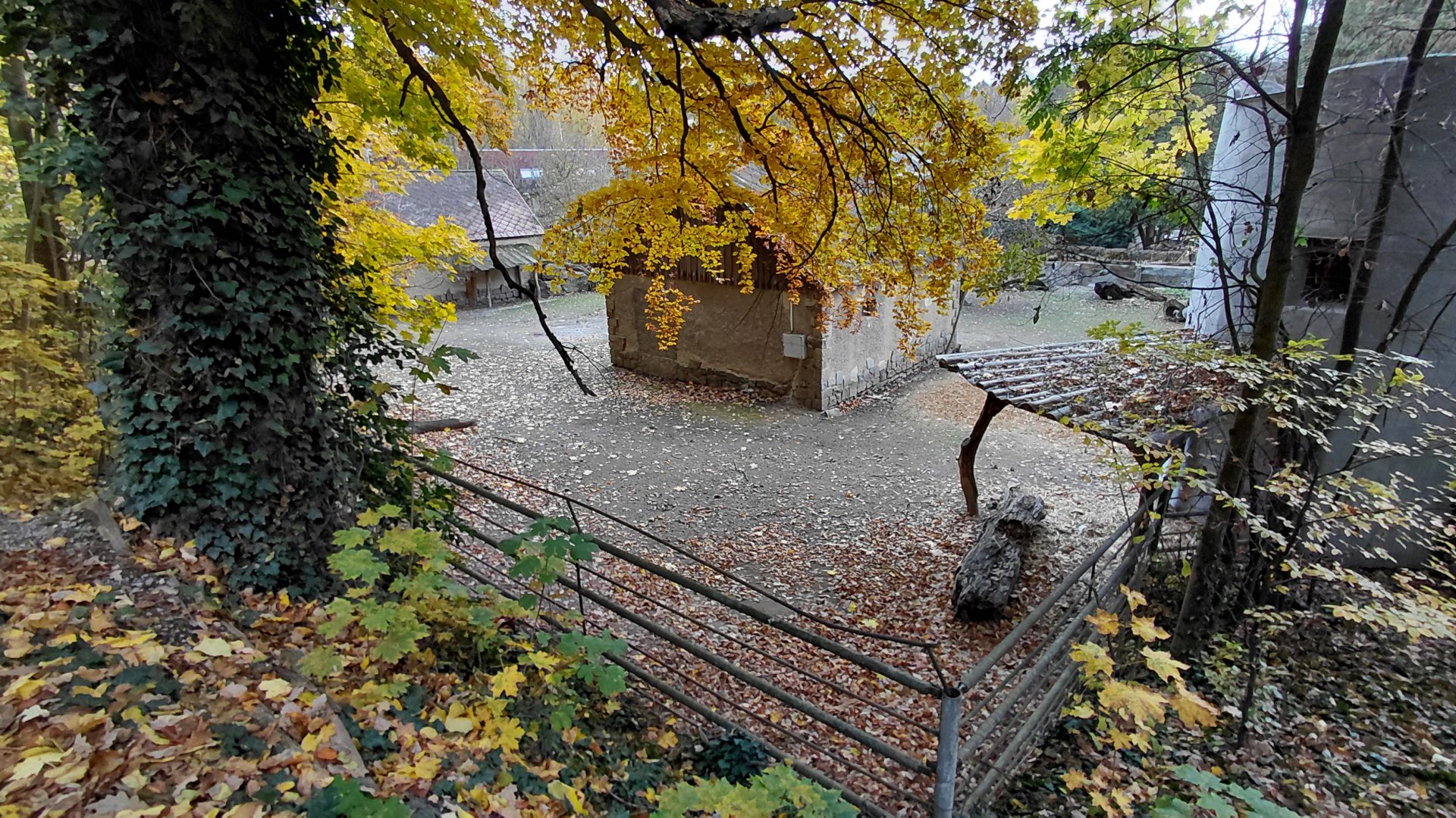 Alpaca + greater rhea exhibit