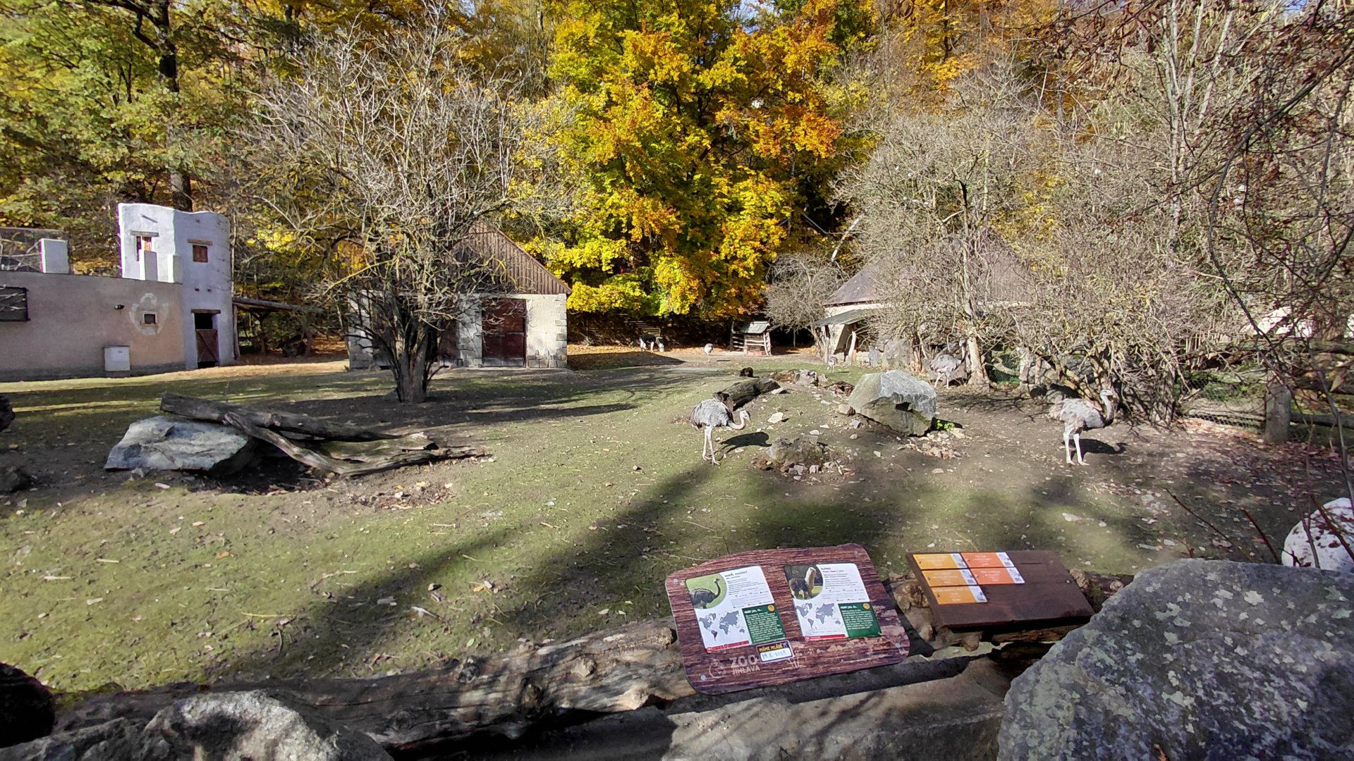 Alpaca + greater rhea exhibit