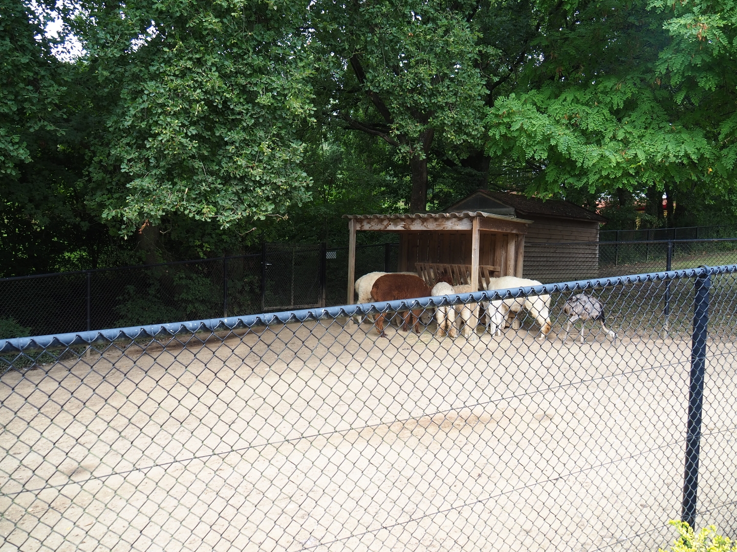 Alpaca - Greater rhea paddock (Aug 28th, 2018)