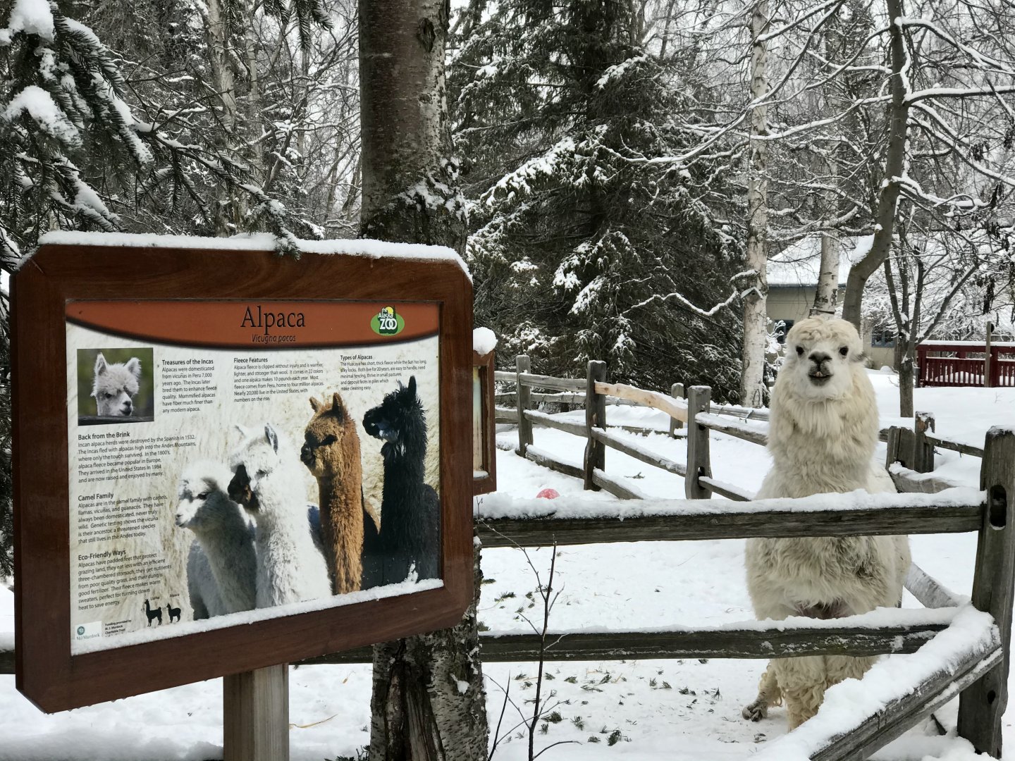 Alpaca greeter.