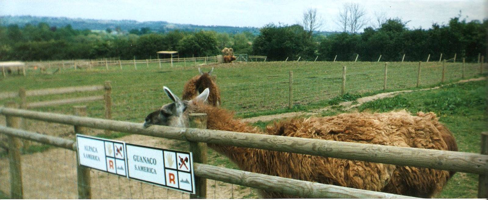 Alpaca / Guanaco at Sleepy Hollow Farm Park, 25 May 1999