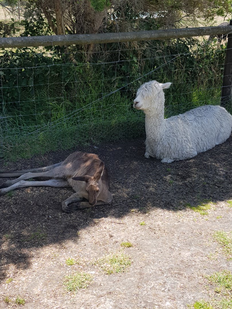 Alpaca guardian