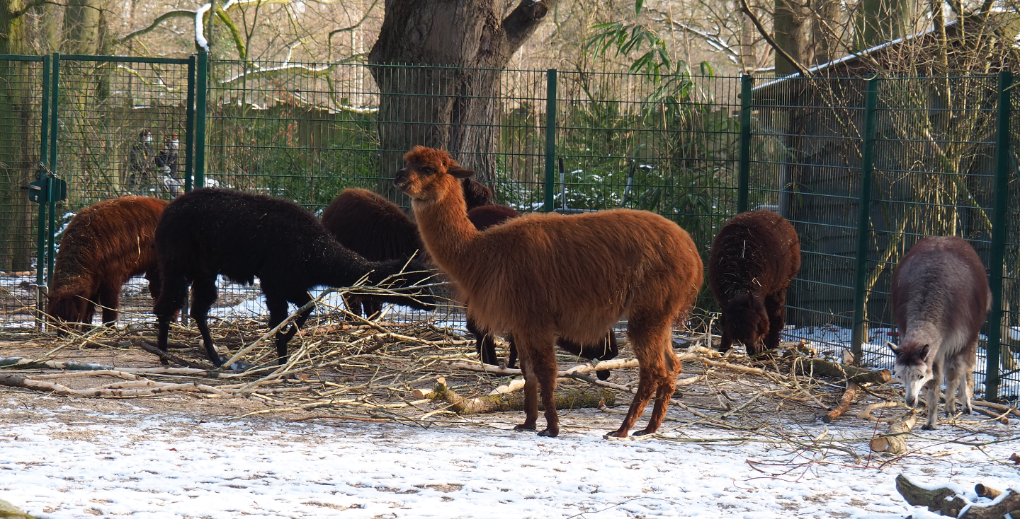 Alpaca herd (Vicugna pacos), 2021-02-14