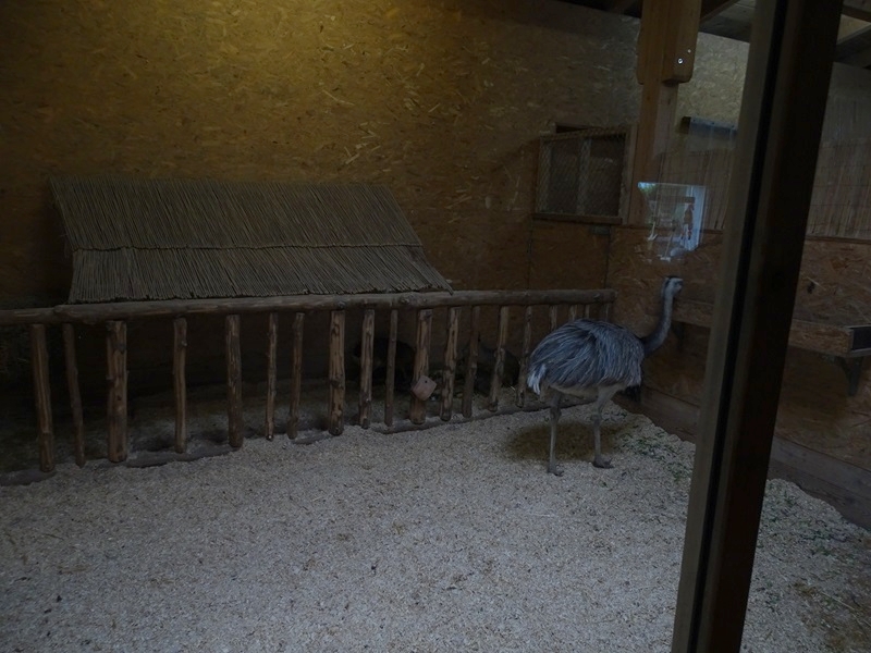 Alpaca house: Indoor enclosure for rhea and mara