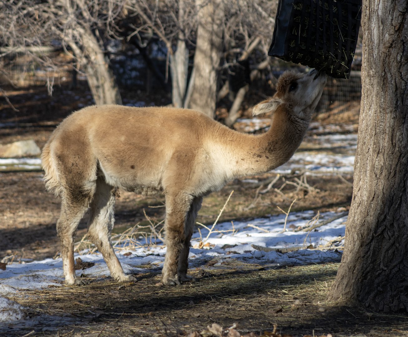 Alpaca (I love this animal's coloring)